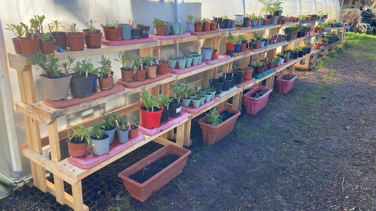 Plants on shelving units outside polytunnel