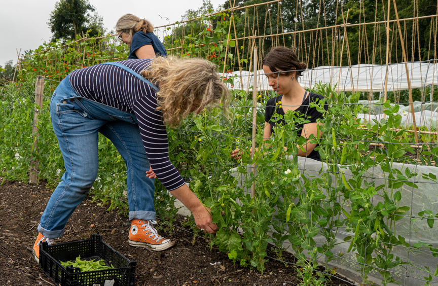 Volunteers gardening